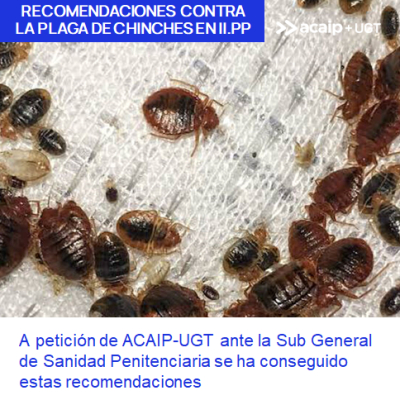 Recomendaciones ante la plaga de "chinches" en II.PP